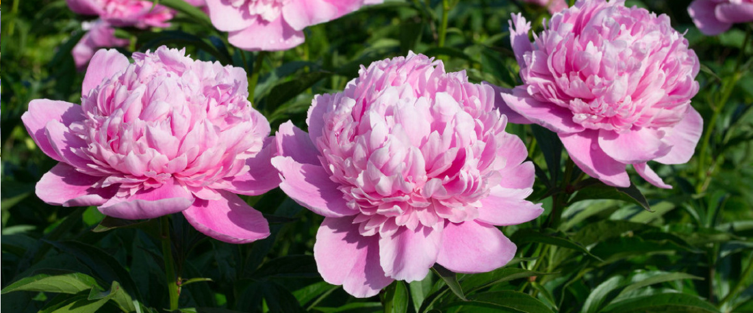 Peonies