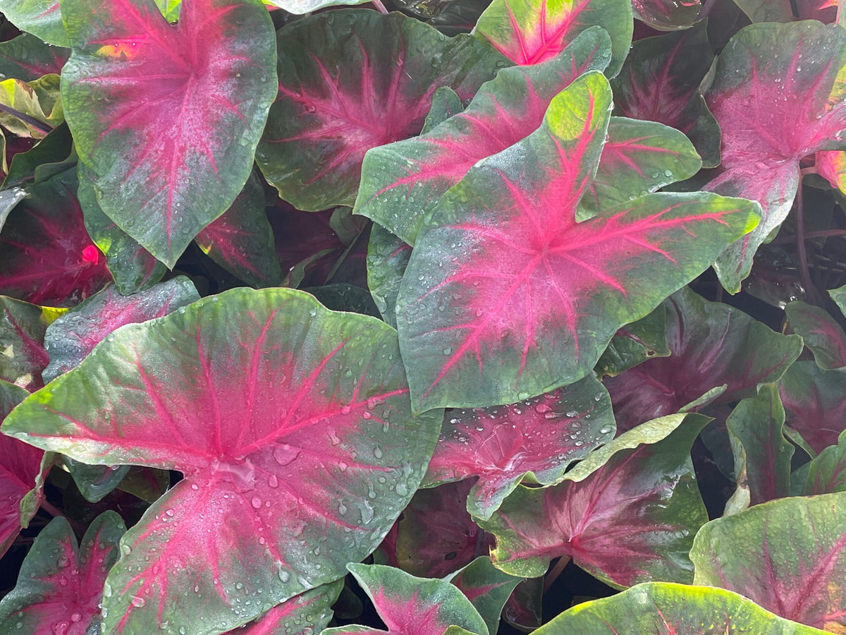 Caladium Fl Cardinal