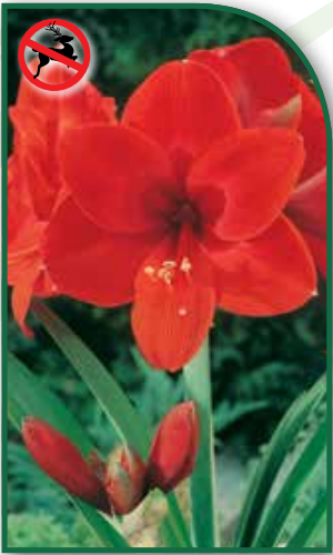 Amaryllis Red Garden