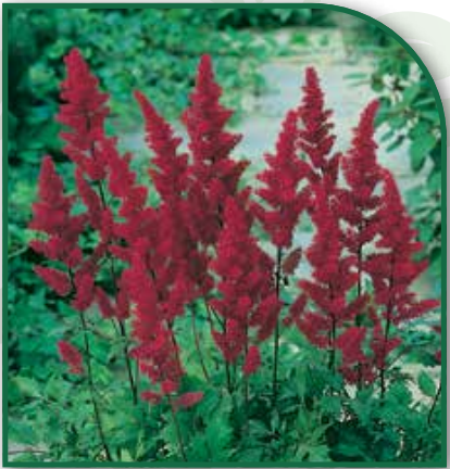 Astilbe Fanal Red