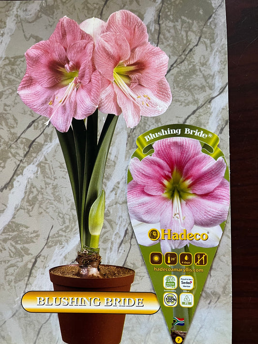 Amaryllis Blushing Bride