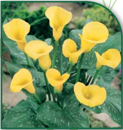 Calla California Gold