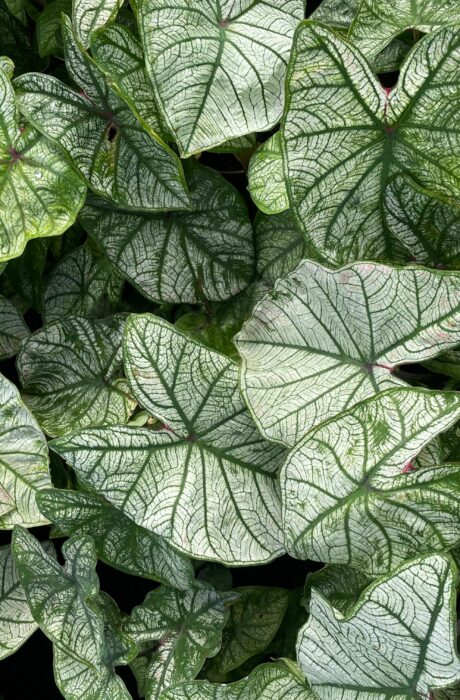 Caladium Candidum Senior