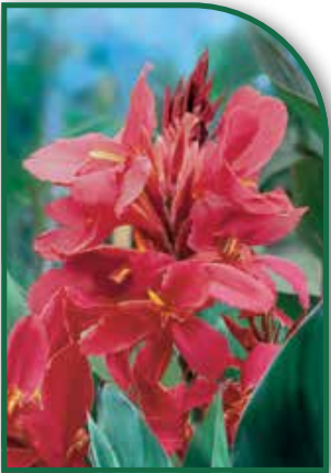 Canna City of Portland