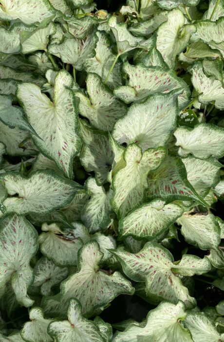 Caladium Cosmic Delight