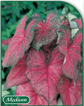 Caladium Fannie Munson