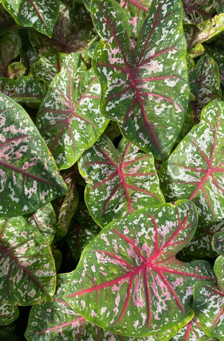 Caladium Florida Calypso