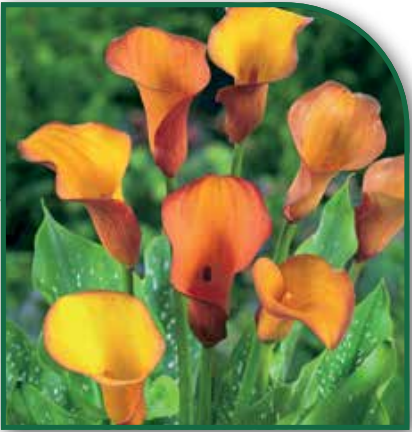 Calla Flame
