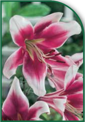Lily Friso (tree lily)