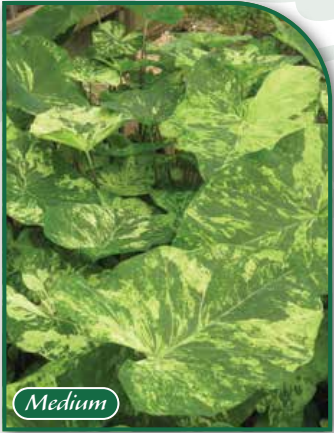 Caladium Frog in the Blender