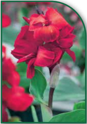 Canna Dwarf Happy Carmen