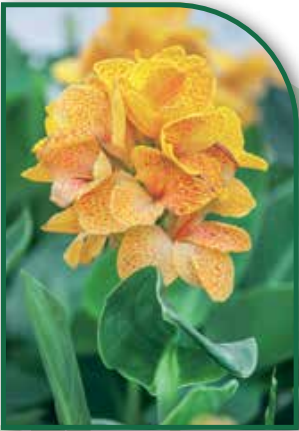 Canna Dwarf Happy Emily