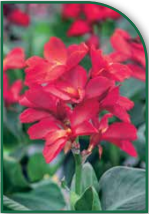 Canna Dwarf Happy Isabel