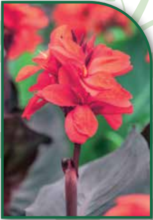Canna Dwarf Happy Julia