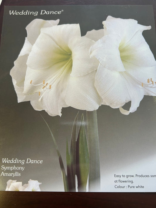 Amaryllis Wedding Dance