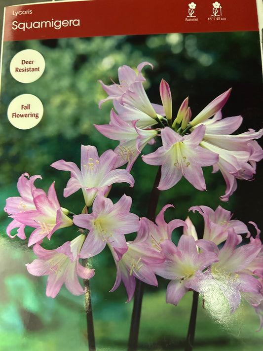 Lycoris Squamigera (Naked Lady)