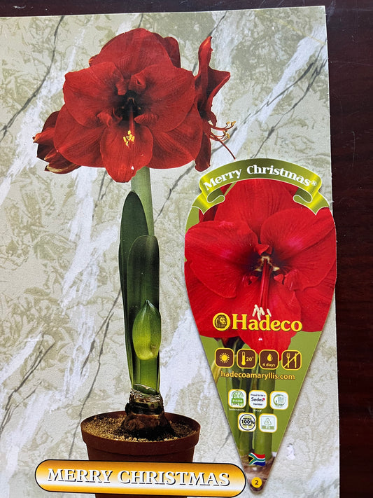 Amaryllis Blushing Bride