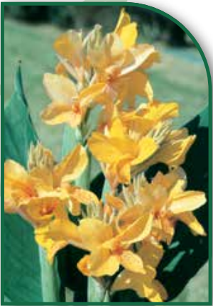 Canna Ibiza