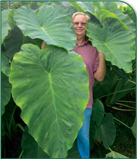 Jack's Giant Elephant Ear (Colocasia)