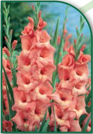 Gladiolus Jessica