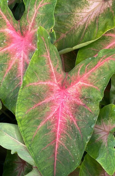 Caladium Kathleen