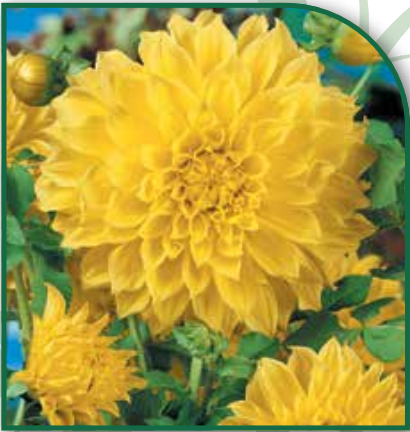 Dahlia Kelvin Floodlight