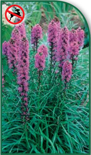 Liatris spicata Blue