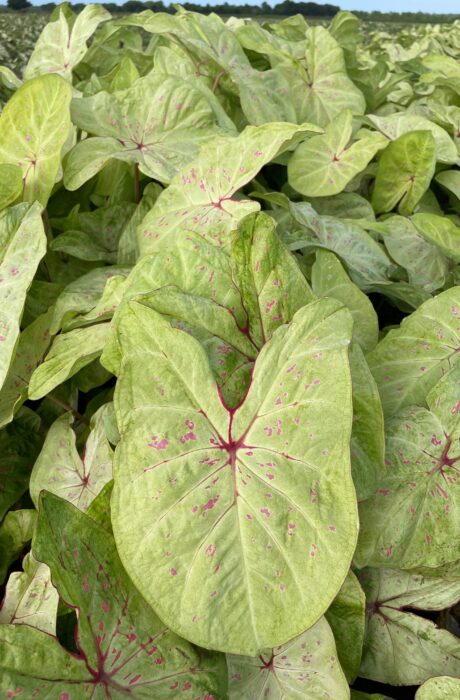 Caladium Limelite