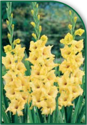Gladiolus Nova Lux