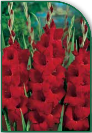 Gladiolus Oscar