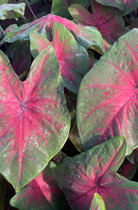 Caladium Postman Joyner