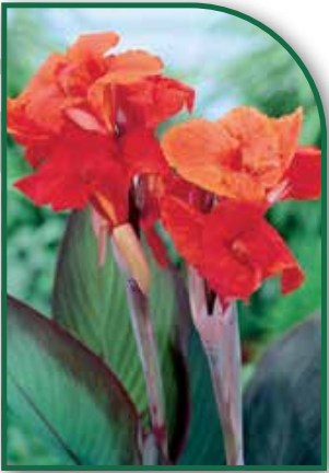 Canna Red King Humbert