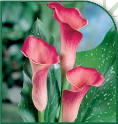 Calla Rehmanii Superb