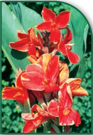 Canna Rosemond Coles