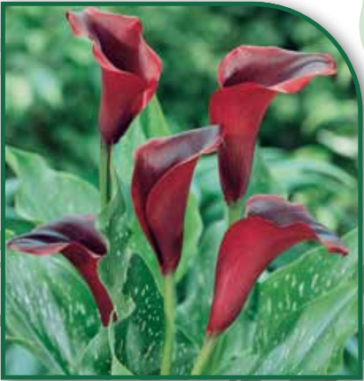 Calla Schwarzwalder