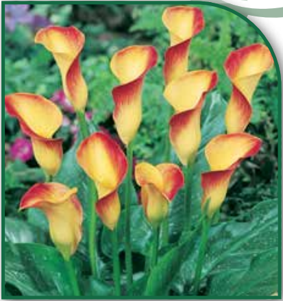 Calla Selina