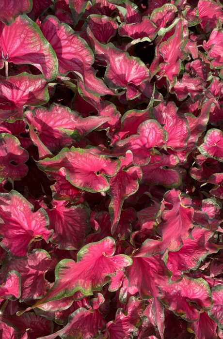 Caladium Sizzle
