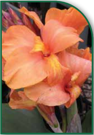 Canna Tropical Sunrise