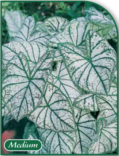 Caladium White Christmas