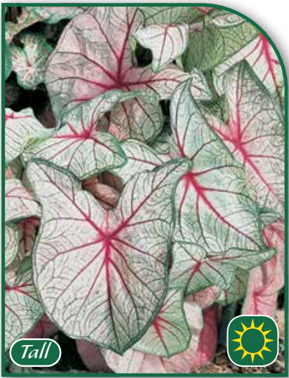 Caladium White Queen