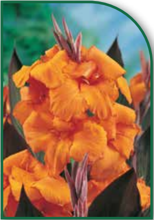 Canna Wyoming