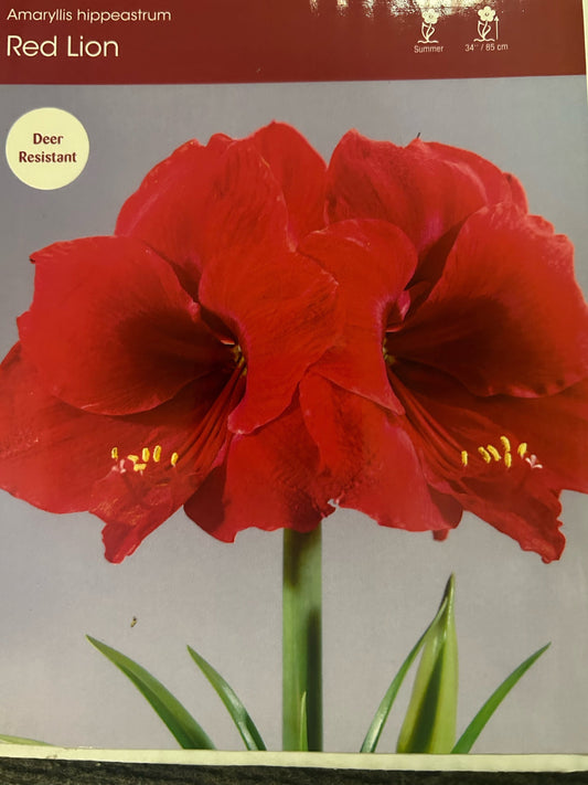 Amaryllis Red Lion