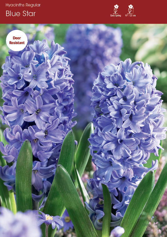 Hyacinth Blue Star