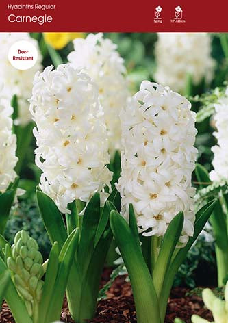 Hyacinth Carnegie
