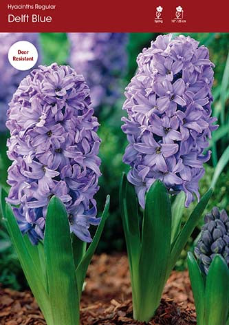 Hyacinth Delft Blue