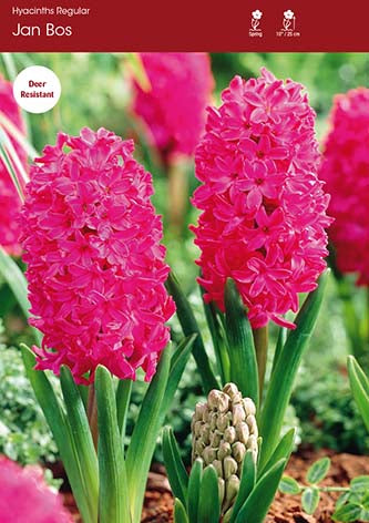 Hyacinth Jan Bos