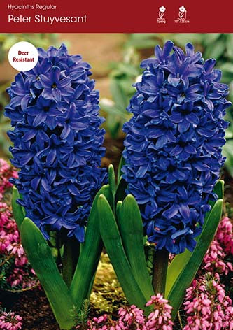 Hyacinth Peter Stuyvesant