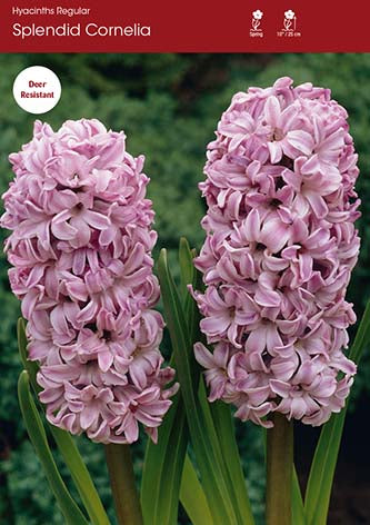 Hyacinth Splendid Cornelia