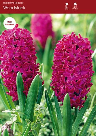 Hyacinth Woodstock