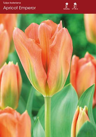 Tulip Apricot Emperor